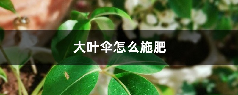 大叶伞怎么施肥 大叶伞怎么施肥