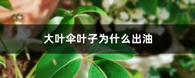 大叶伞叶子为什么出油 大叶伞叶子为什么出油