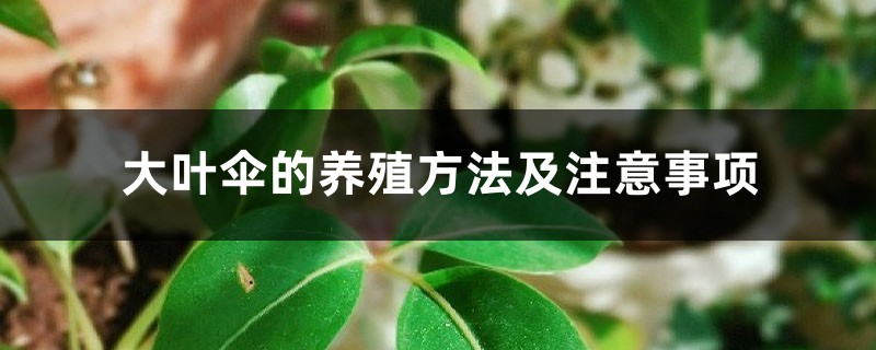 大叶伞的养殖方法及注意事项 大叶伞的养殖方法及注意事项