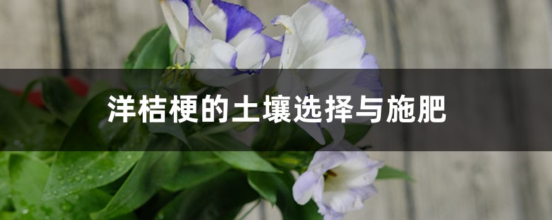 洋桔梗的土壤选择与施肥 洋桔梗的土壤选择与施肥