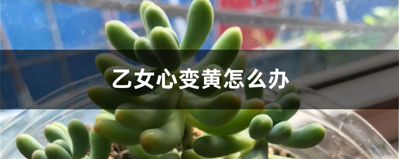 乙女心变黄怎么办 乙女心变黄怎么办