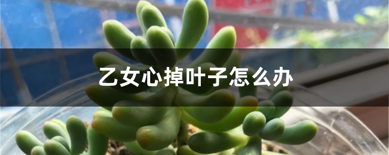 乙女心掉叶子怎么办 乙女心掉叶子怎么办