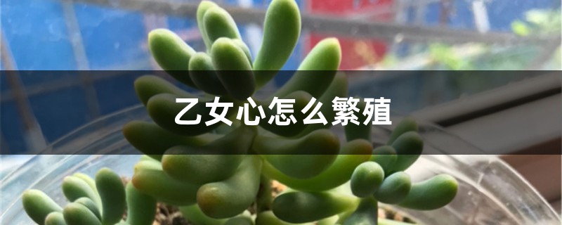 乙女心怎么繁殖 乙女心怎么繁殖