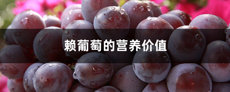 赖葡萄的营养价值 赖葡萄的营养价值
