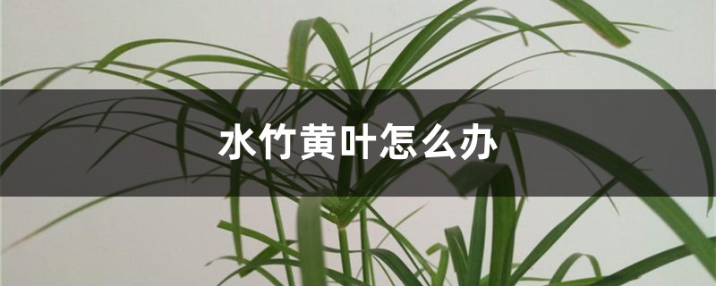 水竹黄叶怎么办 水竹黄叶怎么办