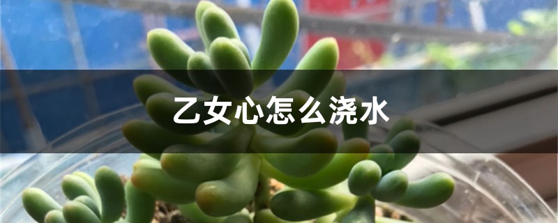乙女心怎么浇水 乙女心怎么浇水