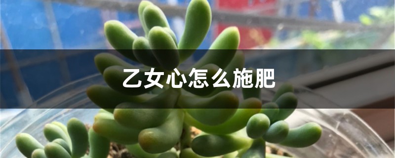 乙女心怎么施肥 乙女心怎么施肥