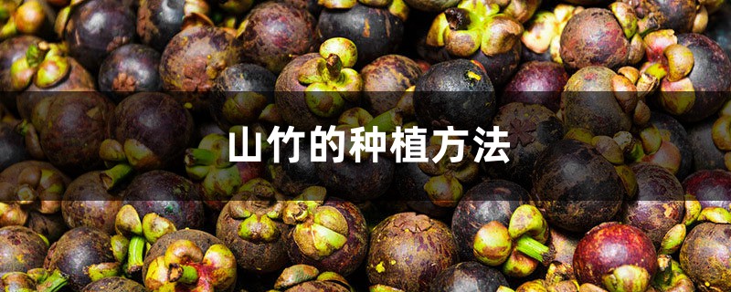 山竹的种植方法 山竹的种植方法