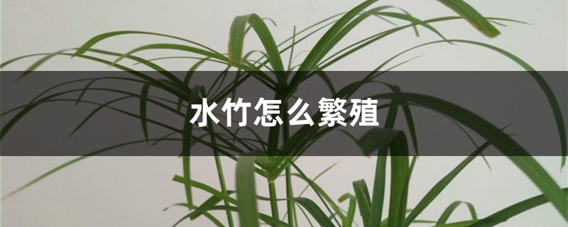 水竹怎么繁殖 水竹怎么繁殖