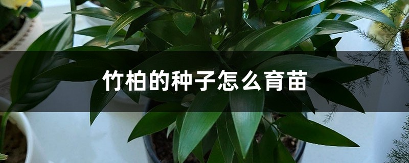 竹柏的种子怎么育苗 竹柏的种子怎么育苗