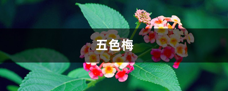 盆栽五色梅怎么浇水,正确方法朝这看! 盆栽五色梅怎么浇水,正确方法朝这看!