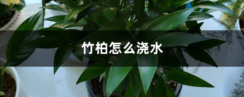 竹柏怎么浇水 竹柏怎么浇水