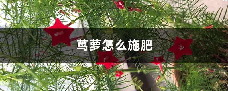 茑萝怎么施肥 茑萝怎么施肥