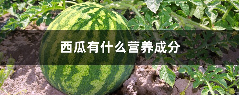 西瓜有什么营养成分 西瓜有什么营养成分