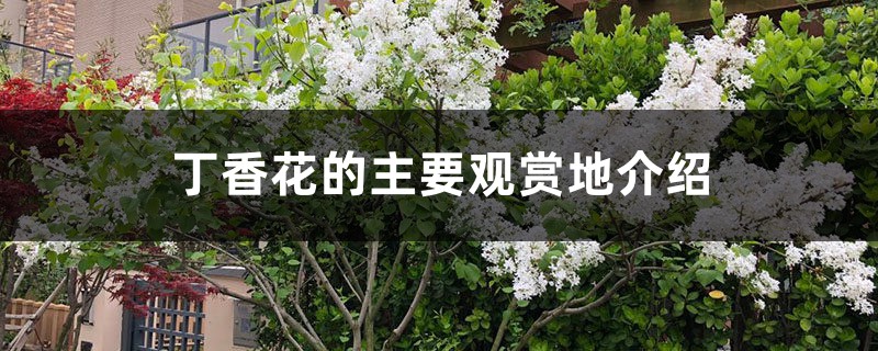 丁香花的主要观赏地介绍 丁香花的主要观赏地介绍