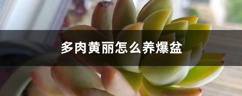 多肉黄丽怎么养爆盆 多肉黄丽怎么养爆盆