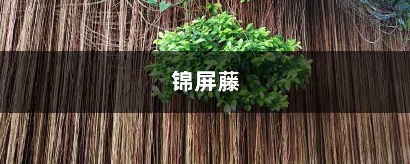 锦屏藤叶片背部有黑点怎么办?这样就不会有了! 锦屏藤叶片背部有黑点怎么办?这样就不会有了!