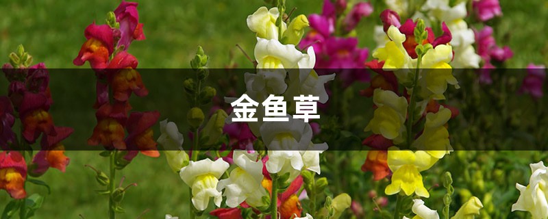 金鱼草怎么施肥,这样施肥比邻居的长得好! 金鱼草怎么施肥,这样施肥比邻居的长得好!