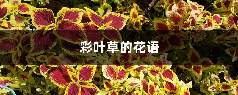 彩叶草的花语 彩叶草的花语