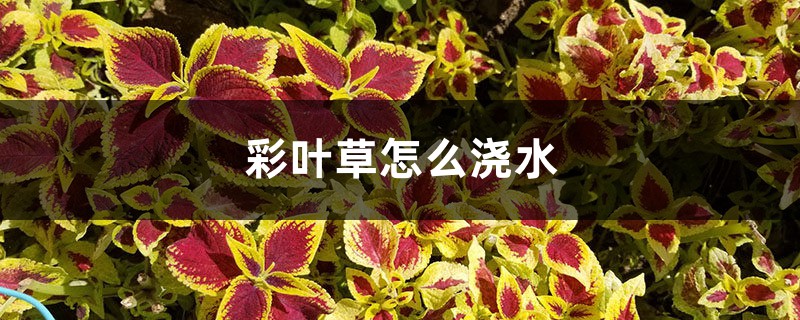彩叶草怎么浇水 彩叶草怎么浇水