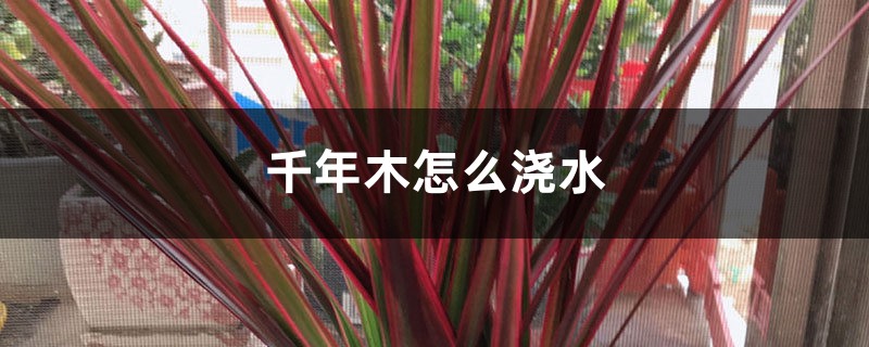千年木怎么浇水 千年木怎么浇水