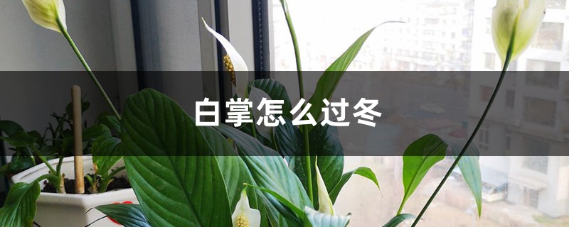 白掌怎么过冬，保证这4点就够了！