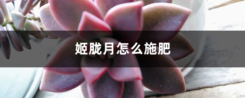 姬胧月怎么施肥?适时调整效果好! 姬胧月怎么施肥?适时调整效果好!