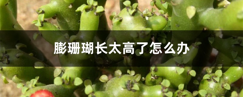 膨珊瑚长太高了怎么办 膨珊瑚长太高了怎么办