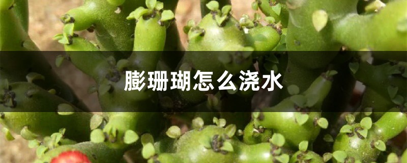 膨珊瑚怎么浇水 膨珊瑚怎么浇水