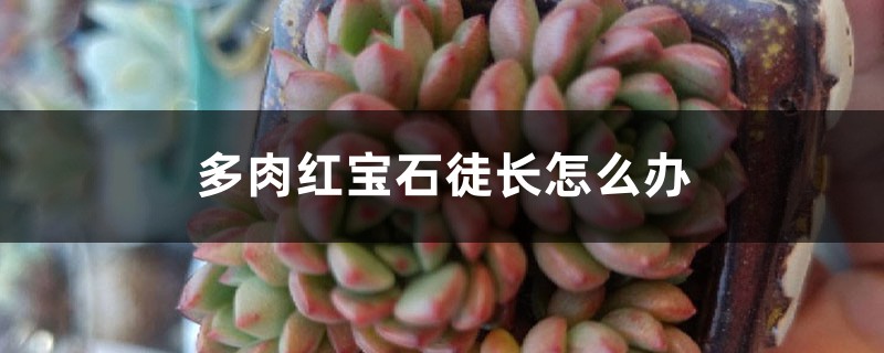 多肉红宝石徒长怎么办 多肉红宝石徒长怎么办