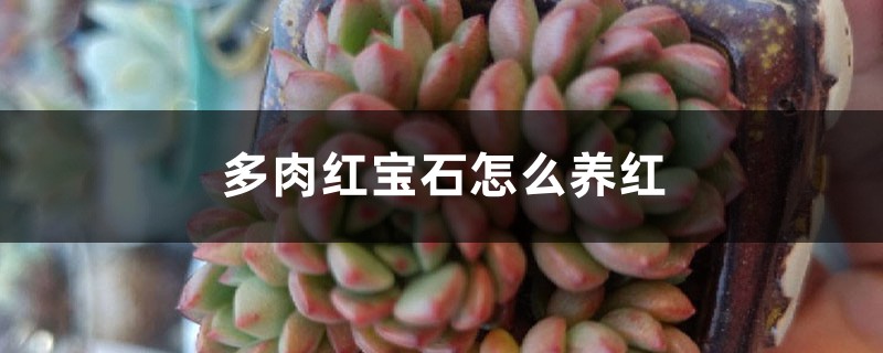 多肉红宝石怎么养红 多肉红宝石怎么养红