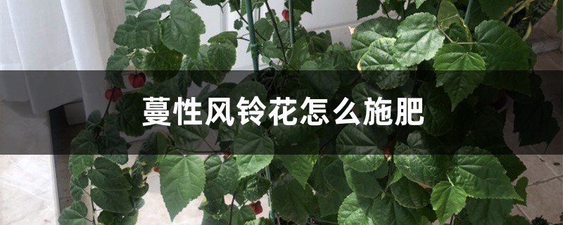 蔓性风铃花怎么施肥 蔓性风铃花怎么施肥