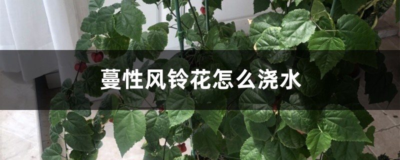 蔓性风铃花怎么浇水 蔓性风铃花怎么浇水