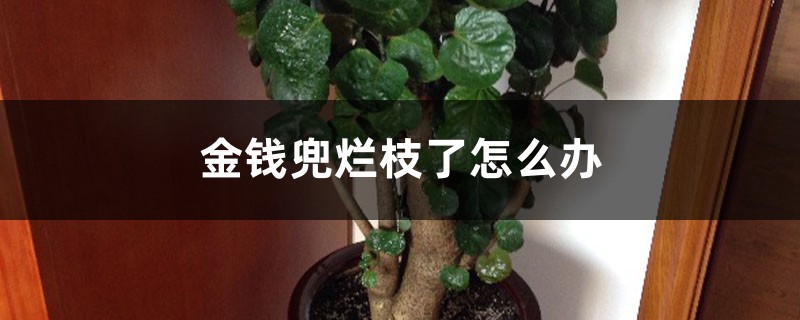 金钱兜烂枝了怎么办 金钱兜烂枝了怎么办