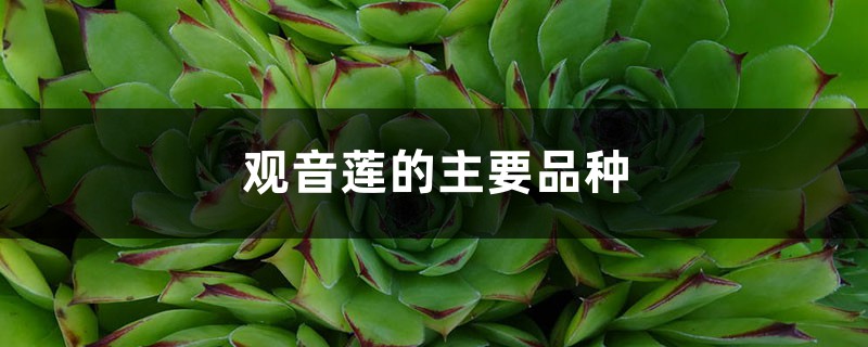 观音莲的主要品种 观音莲的主要品种