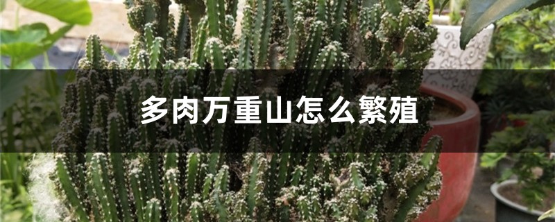 多肉万重山怎么繁殖