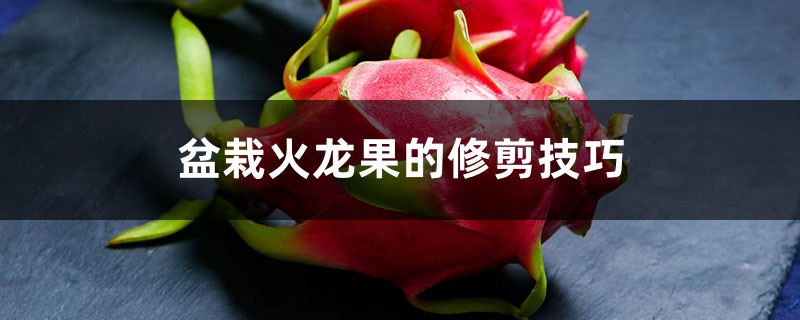盆栽火龙果的修剪技巧 盆栽火龙果的修剪技巧