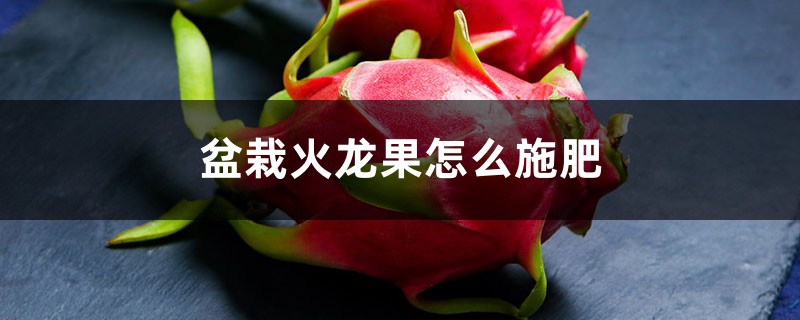 盆栽火龙果怎么施肥 盆栽火龙果怎么施肥