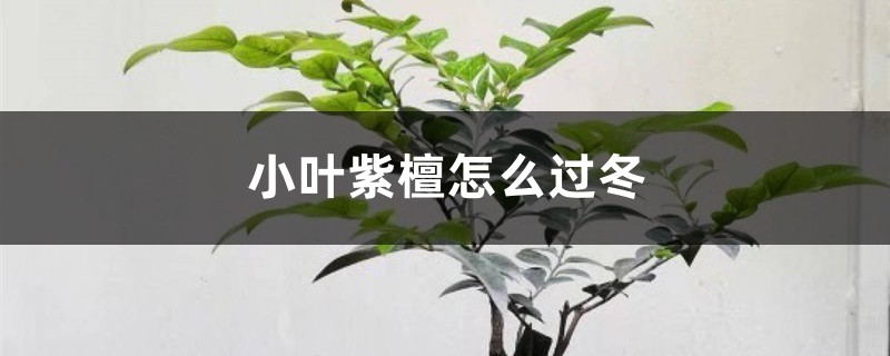 小叶紫檀怎么过冬 小叶紫檀怎么过冬