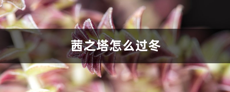 茜之塔怎么过冬 茜之塔怎么过冬