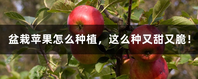 盆栽苹果怎么种植,这么种又甜又脆! 盆栽苹果怎么种植,这么种又甜又脆!