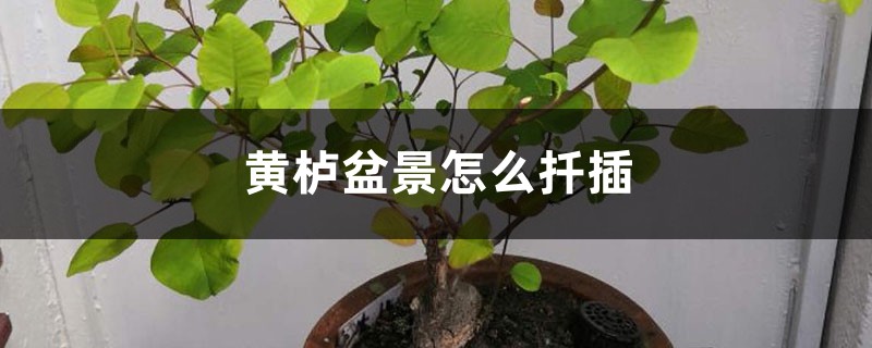黄栌盆景怎么扦插 黄栌盆景怎么扦插