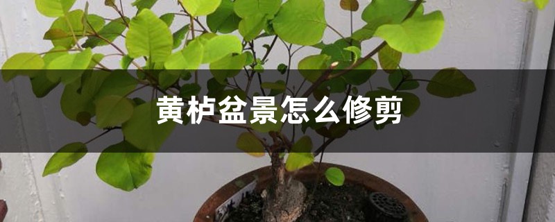 黄栌盆景怎么修剪 黄栌盆景怎么修剪