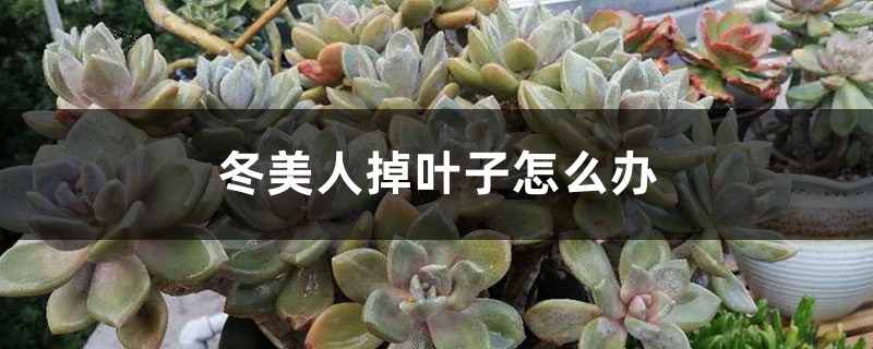 冬美人掉叶子怎么办 冬美人掉叶子怎么办