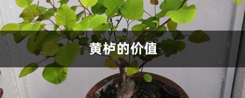 黄栌的价值 黄栌的价值