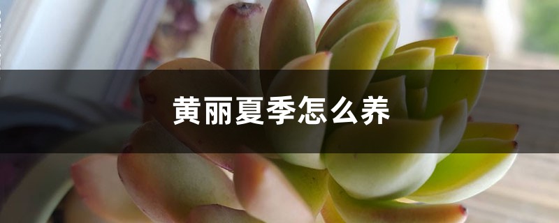 黄丽夏季怎么养 黄丽夏季怎么养