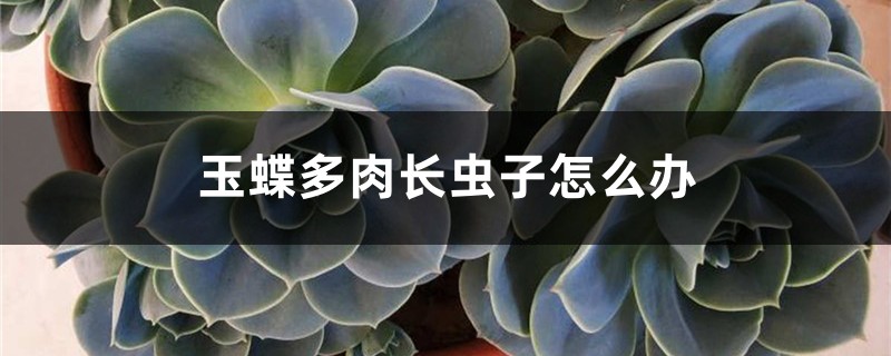 玉蝶多肉长虫子怎么办 玉蝶多肉长虫子怎么办