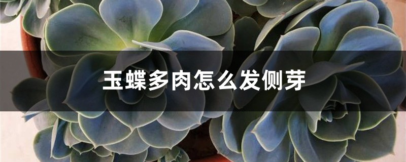 玉蝶多肉怎么发侧芽 玉蝶多肉怎么发侧芽