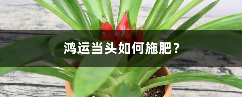 鸿运当头如何施肥? 鸿运当头如何施肥?
