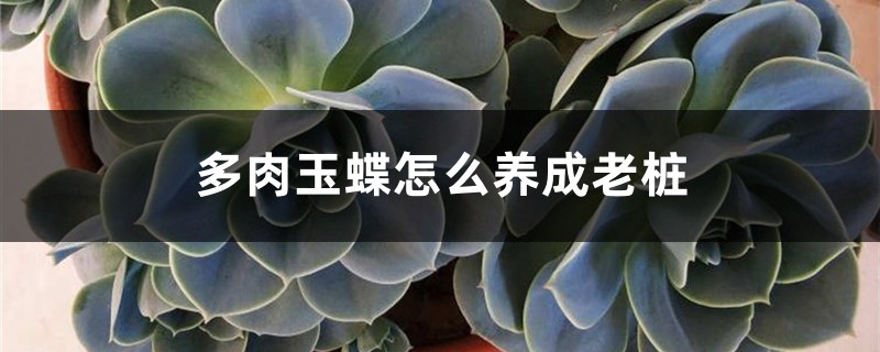 多肉玉蝶怎么养成老桩 多肉玉蝶怎么养成老桩